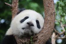 熊猫吃瓜愣住,萌态十足引网友热议