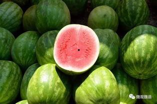 魏县吃瓜在线播放,揭秘当地特色美食与文化
