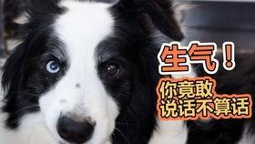 狗狗河里吃瓜,夏日清凉一幕