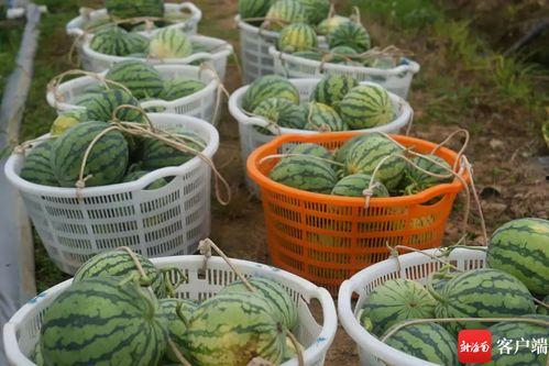 蠡县吃瓜网站,揭秘当地美食文化，带你领略特色小吃魅力