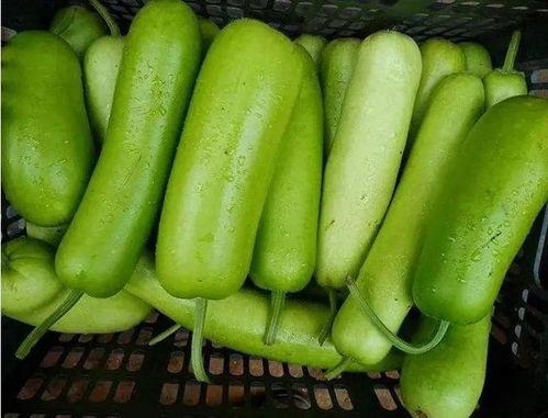 吃蒲瓜蒲瓜,探寻蒲瓜的独特风味