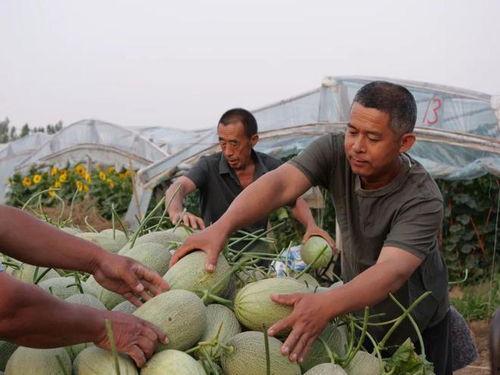 村里吃瓜闲聊素材,闲聊中的生活百态