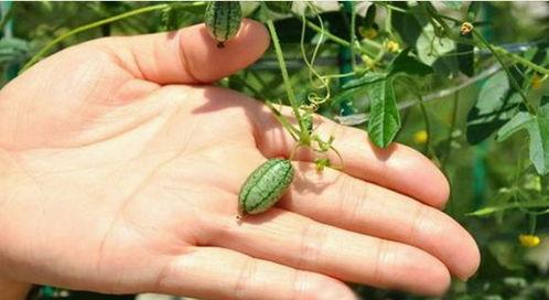 梦到摘扶手瓜吃扶手瓜