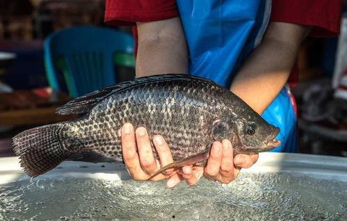 带你吃瓜罗非鱼视频,罗非鱼背后的那些事