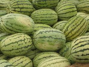 信阳吃瓜公司招聘,开启你的美食探索之旅！